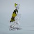 Swarovski Kristal | Disney | Peter Pan | 1077772