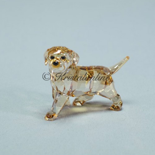 Golden Retriever Pup staand