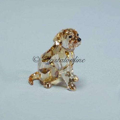 Golden Retriever Pup zittend