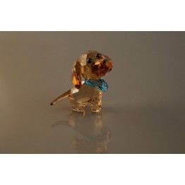 Puppy - Oscar de Chihuahua
