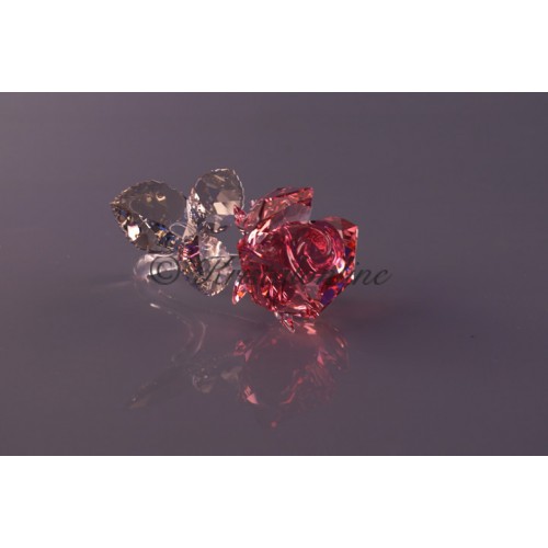 Roosbloesem, Licht Rose