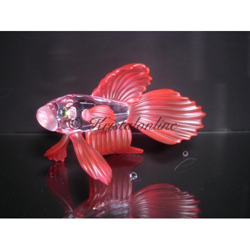 Siamese vechtvis rood